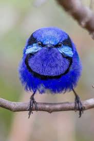 Blue Birds That Look Like Cardinals Splendid Fairywren Malurus It Really Looks Like Someone Had Stolen Its Worms It S An Rather Angry Bird Lol Pet Birds Bird Pictures Cute Birds