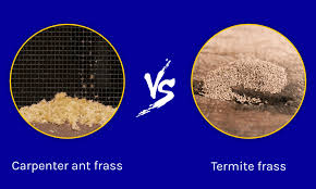 Carpenter Ant Frass vs Termite Frass: Key Differences - W3schools