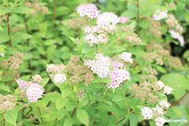 Check spelling or type a new query. Spirea Spiraea Bushes Bridal Wreath Plant Types Planting Care And Pruning Plantopedia