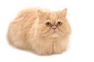 5 Best Food Bowls for Persian Cats | Persian Cat Corner