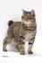 7 Facts About American Bobtail Cats You Have To Know