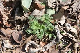 Image result for Chlorophytum amplexicaule