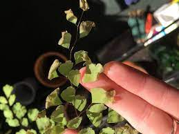 Ensure the best success for this fern by keeping the soil moist and humidity up. Maidenhair Fern S New Fronds Drying Up Older Leaf Tips Browning