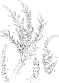 Image result for Sarcocornia