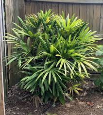 Having indoor plants is a great way to spruce up your home and can even give you a better sleep. Garden Q A Lady Palms Grow Best In Shady Areas