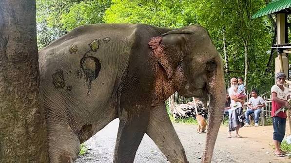 बाढ़ से बचाई गई 53 वर्षीय हथिनी ‘जॉयमोती’ को विशेष इलाज के लिए गुजरात के जामनगर स्थित वंतारा ले जाया जा रहा है।, जुलाई में नागालैंड और असम में आई भीषण बाढ़ के दौरान जॉयमोती पानी के तेज बहाव में बह गई ...