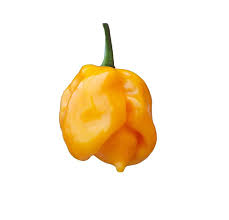 It's as simple as planting, watering, and harvesting! Trinidad Scorpion Yellow Cardi Pepper Seeds Sandia Seed Company