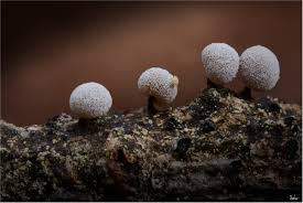 Image result for Melanospermum