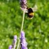The flowers are also edible and look superb when. 1