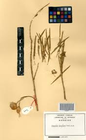 Image result for Kanahia laniflora