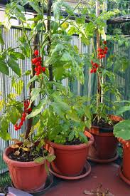 Tomate Du Jardin Http Www Willemsefrance Fr Plantes Graines Potager Legumes De A A Z Tomates Html Jardim Horta