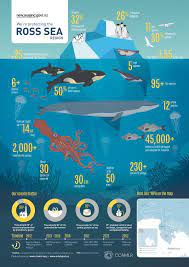 [a 1982 convention established ccamlr for the purpose of protecting and conserving the marine living resources in the waters surrounding antarctica. Ross Sea Region Marine Protected Area New Zealand Ministry Of Foreign Affairs And Trade