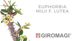 Image result for Euphorbia pfeilii