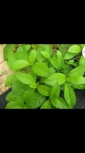 Gynura procumbens lour, calacia procumbens lour. Ulam Dan Herba Khasiat Pokok Sambung Nyawa Rasa Daunnya Facebook