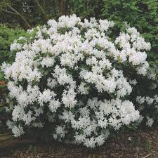 Rhododendron Cunningham S White Trees To Plant Japanese Garden Dream Garden