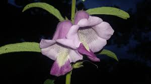 Image result for Sesamum