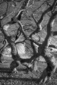 Suntelbuchenallee Bizarre Baume In Bad Nenndorf Schwarz Weiss Fotografie Bad Nenndorf