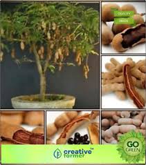 It is used for stomach discomfort, aiding digestion. Creative Farmer Fruit Bonsai Seeds Fruit Seeds Tamarind Tree Seeds Fruit Seeds Organic Bonsai Plant Seeds Premium Kitchen Garden Plant Seeds Seed 1 Per Packet Buy Online In Turkey At Turkey Desertcart Com Productid