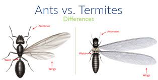 Pests and insects are often used interchangeably but is there a difference between the two. Learn The Difference Between Ants Termites Pest Control Lynn Ma A1 Exterminators