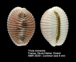 Image result for Tricholaena monachne