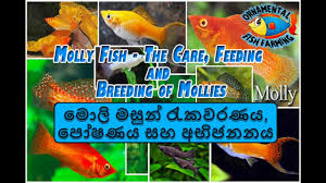 Molly Fish The Care Feeding And Breeding Of Mollies Sinhala Youtube