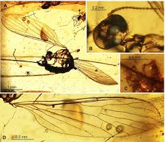 Image result for Trichoneura