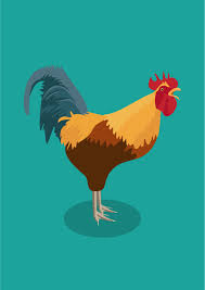 Ayam Jago Rooster Ayam Jago Jantan Rooster Animal Illustration Flat Design Flatdesign Vector Ayp Ilustrasi Ayam Jantan Kartun