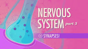 The nervous system learning objectives: Crash Course Anatomy And Physiology Crash Course Pbs Learningmedia