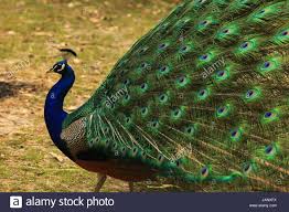 Birds That Cannot Fly In India Peacock With Full Plumage Open And Colorful Stock Photo Alamy In 2020 Peafowl Stock Photos Photo Posters