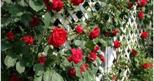 Vines Creepers And Climbing Plants To Fill The Walls In Your Garden Small Garden Layout Plants Climbing Plants