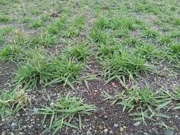 Cara membasmi rumput purna tumbuh di lahan persawahan tanaman padi. All Categories Cv Rumputkita Indonesia Soccer Field