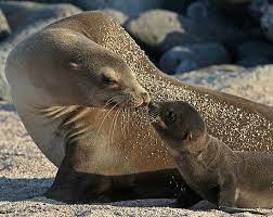 California Sea Lion Zalophus Californianus Aquatic Mammals Animals Beautiful Cute Animals Animals Wild
