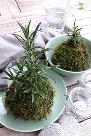 rosmarin kokedama style diy gruneliebe rosmarin pflanzen rosmarin stecklinge rosmarin