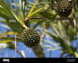 Image result for Pandanaceae