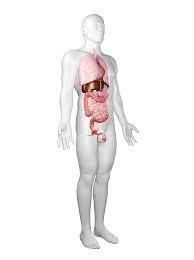 Male muscular system, full anatomical body diagram with muscle scheme, vector illustration educational poster. Male Anatomy Artwork By Sciepro