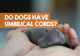 After the puppy is born, the mother either chews off the cord or the dog owner cuts it off. Do Dogs Have Umbilical Cords When They Are Born Answer