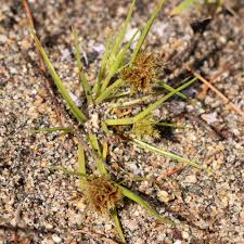Image result for Cyperus squarrosus
