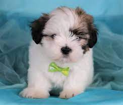 Shih Tzu Puppies Happytail Puppies Family Dog Breeders In Nc Shih Tzu Puppy Dog Breeder Shih Tzu