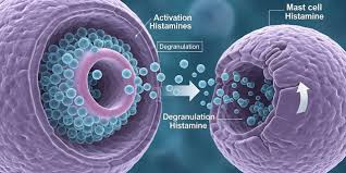 Image result for Mast Cell