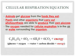 Maybe you would like to learn more about one of these? Lesson 2 Cellular Respiration Going To Extremes You May Not Know It But There Are Organisms Living In Rocks Deep Below Earth S Surface Other Organisms Ppt Download