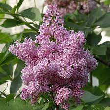 James Macfarlane Lilac Hedge Buy Lilac Bushes Spring Hill Nurseries