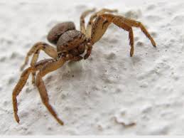 5 Most Dangerous Spiders Zululand Observer