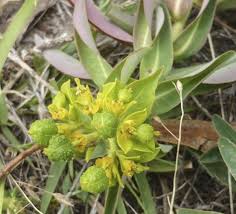 Image result for Euphorbia depauperata