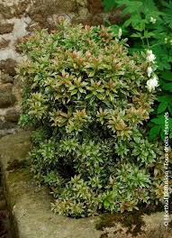 Image result for Pieris japonský little heath obrázek