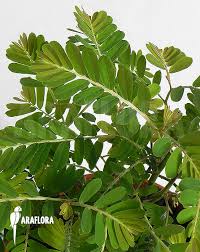 Image result for Phyllanthus udoricola