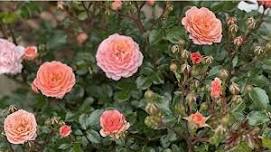 2026 Annual Garden Tour