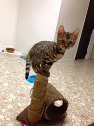 Learn more about this breed. Middleburg Woman Breeds Bengal Hybrids Cats Wuft News