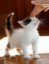 With a strong personality, he is lively and talkative. For The Love Of Cats Home Facebook