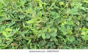 Image result for Aeschynomene indica