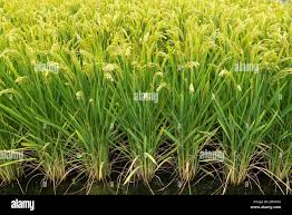Image result for Oryza